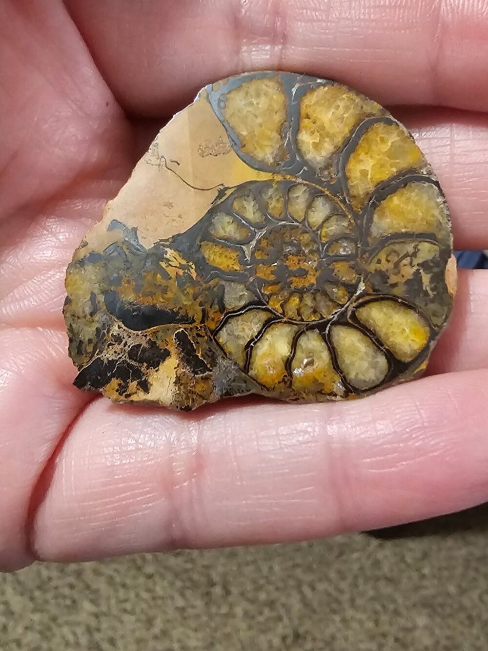Vintage Ammonite Fossil Rock with Small Stand